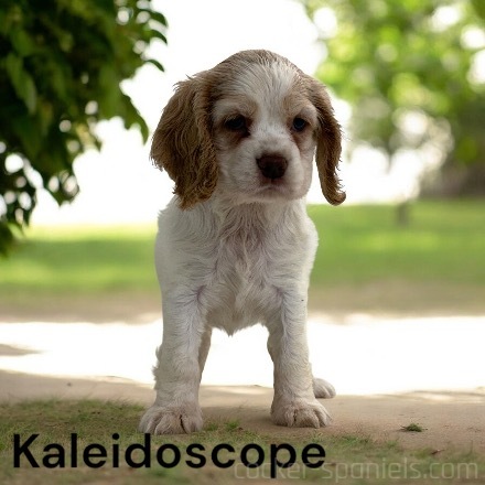 puppy, for, sale, Cocker Spaniel, Joe & Cherri  Overlease, dog, breeder, Miller, MO, dog-breeder, puppy-for-sale, forsale, nearby, find, puppyfind, locator, puppylocator, aca